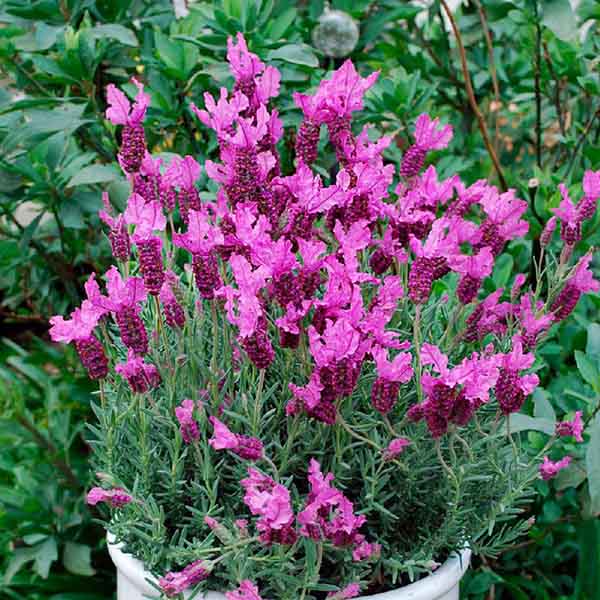 Lavande Papillon Rose The Princess