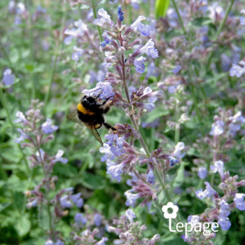 Miniature slider - Nepeta faassenii