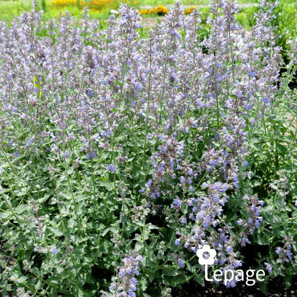 Nepeta faassenii - Image 1