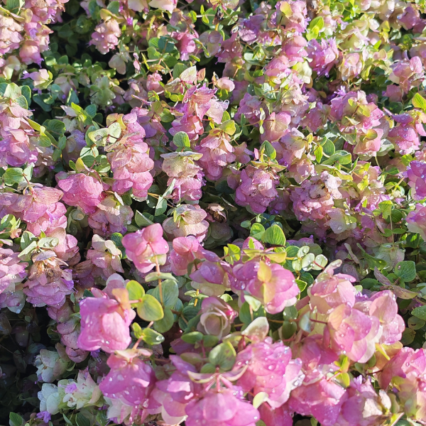Origanum rotundifolium «&nbsp;Kent Beauty&nbsp;»