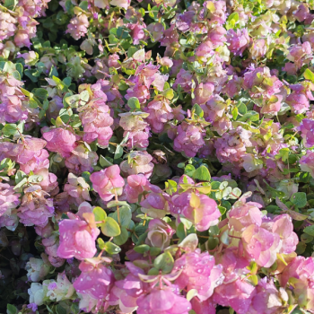 Miniature slider - Origanum rotundifolium «&nbsp;Kent Beauty&nbsp;»