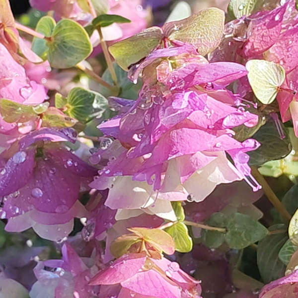 Origanum rotundifolium «&nbsp;Kent Beauty&nbsp;» - Image 1