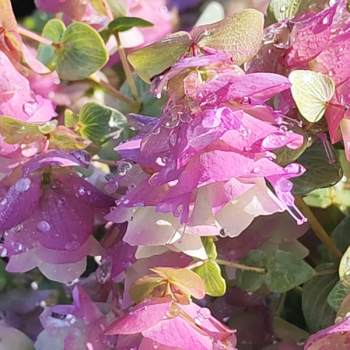Miniature #1 slider - Origanum rotundifolium «&nbsp;Kent Beauty&nbsp;»