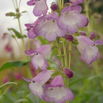 Miniature slider - Penstemon Alice Hindley