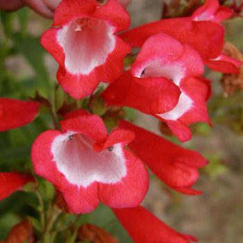 Penstemon ´Le Phare´