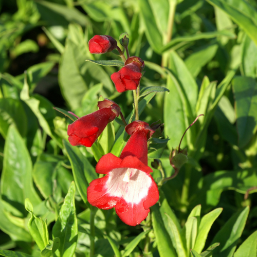 Penstemon ´Le Phare´