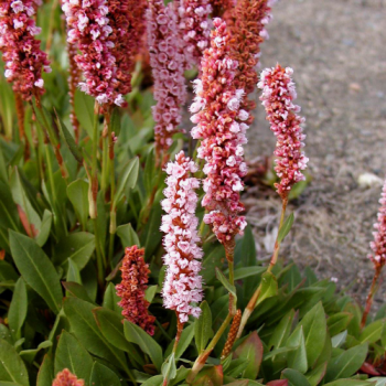 Persicaria affinis ´Darjeeling Red´