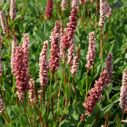 Persicaria affinis ´Darjeeling Red´