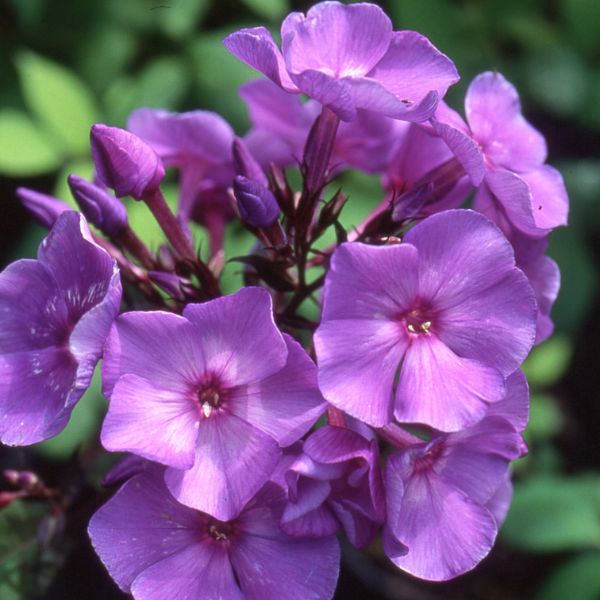 Visuel du produit Phlox paniculata 'Blue Boy'