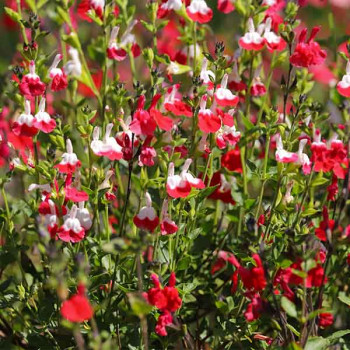 Miniature slider - Salvia microphylla Hot Lips