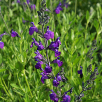 Salvia lycioides