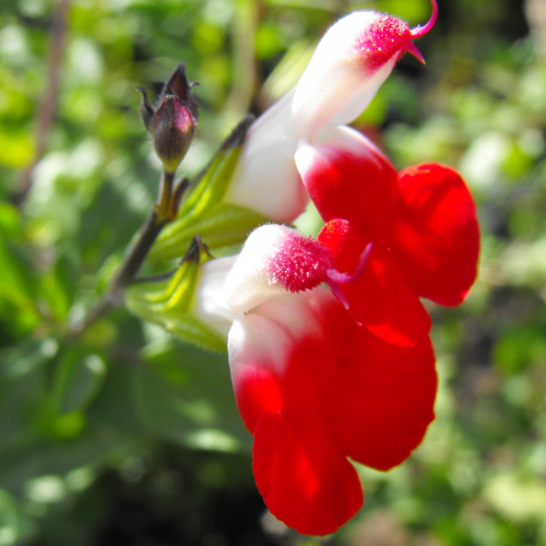 Salvia microphylla ´Hot Lips´