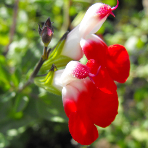 Salvia microphylla Hot Lips