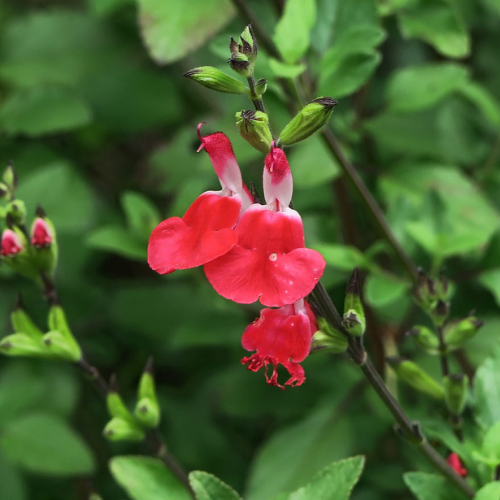 Salvia microphylla ´Hot Lips´