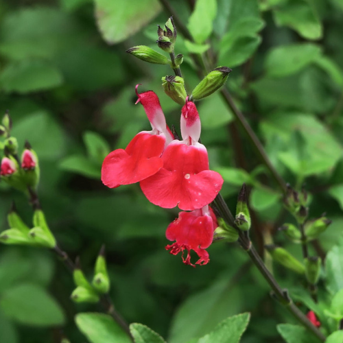 Salvia microphylla Hot Lips