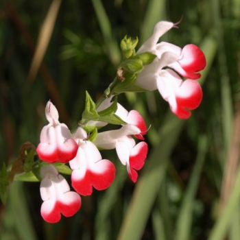 Salvia microphylla ´Hot Lips´