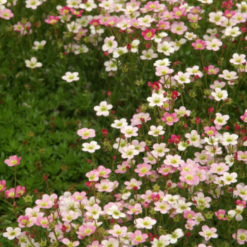 Saxifraga arendsii ´Ware´s Crimson´