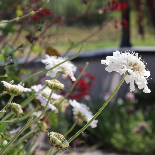 Scabiosa ´Blanche´