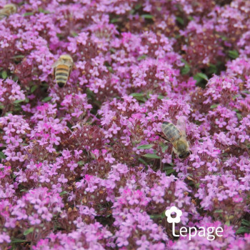 Miniature slider - Thym Laineux «&nbsp;Coccineus&nbsp;» - Thymus praecox «&nbsp;Coccineus&nbsp;»