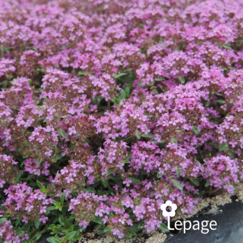 Miniature #1 slider - Thym Laineux «&nbsp;Coccineus&nbsp;» - Thymus praecox «&nbsp;Coccineus&nbsp;»