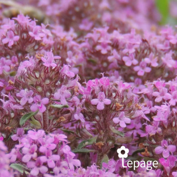 Miniature #2 slider - Thym Laineux «&nbsp;Coccineus&nbsp;» - Thymus praecox «&nbsp;Coccineus&nbsp;»