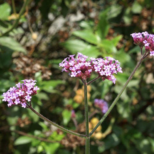 Verbena bonariensis