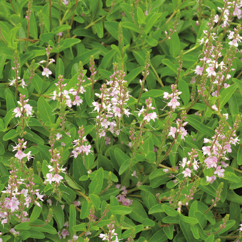 Veronica cantiana 'Kentish Pink'