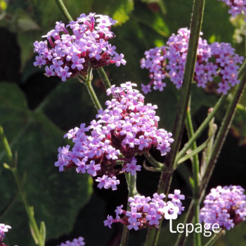 Verbena bonariensis