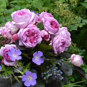 Vivaces à marier aux rosiers