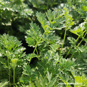 Miniature #1 slider - Absinthe - Artemisia absinthium