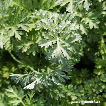 Miniature slider - Absinthe - Artemisia absinthium