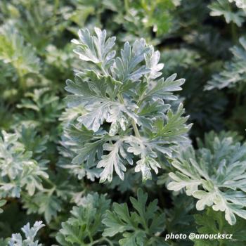 Miniature #1 slider - Absinthe - Artemisia absinthium 'Lambrook Silver'