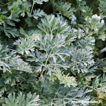 Miniature slider - Absinthe - Artemisia absinthium 'Lambrook Silver'