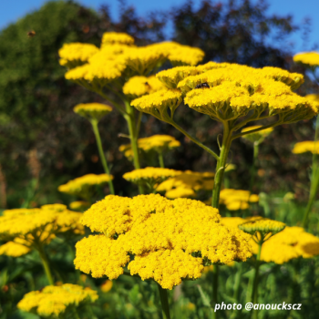 Miniature #3 slider - Achillée Jaune