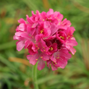 Armeria ´Rose´