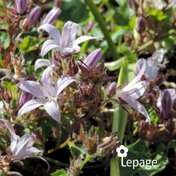 Campanula poscharskyana E.H. Frost