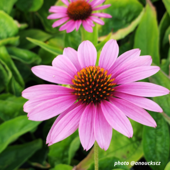 Echinacea Magnus