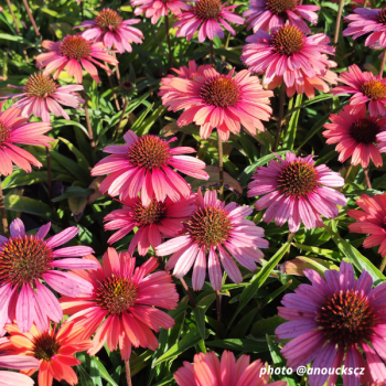 Miniature #1 slider - Echinacea 'Orange'