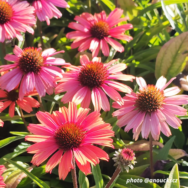 Echinacea 'Orange'