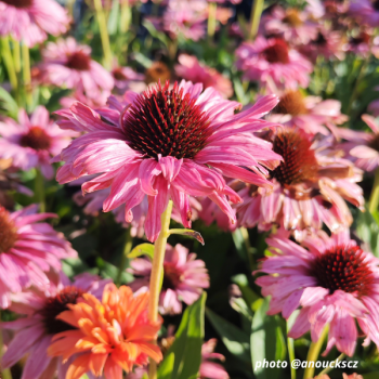 Echinacea 'Rainbow'