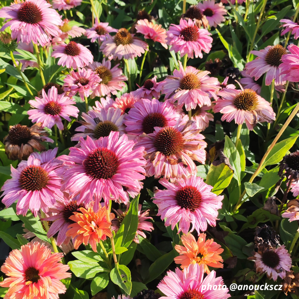 Echinacea 'Rainbow' - Image 1