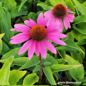 Echinacea Feeling Pink