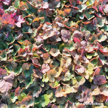 Miniature #1 slider - Heuchera ´Apricot´