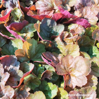 Miniature slider - Heuchera ´Apricot´