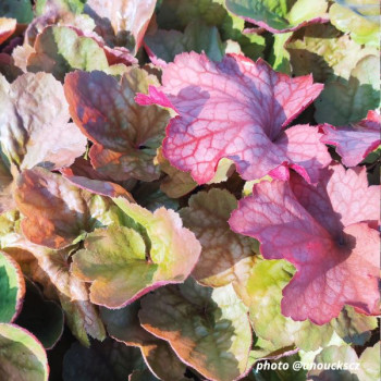 Miniature #2 slider - Heuchera ´Apricot´