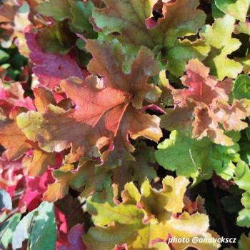 Miniature slider - Heuchera ´Marmalade´