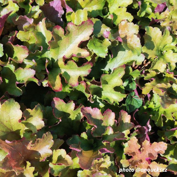 Heuchera ´Marmalade´ - Image 1