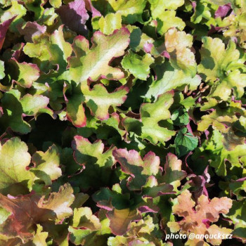 Miniature #1 slider - Heuchera ´Marmalade´