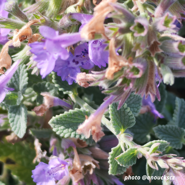 Nepeta faassenii - Image 2