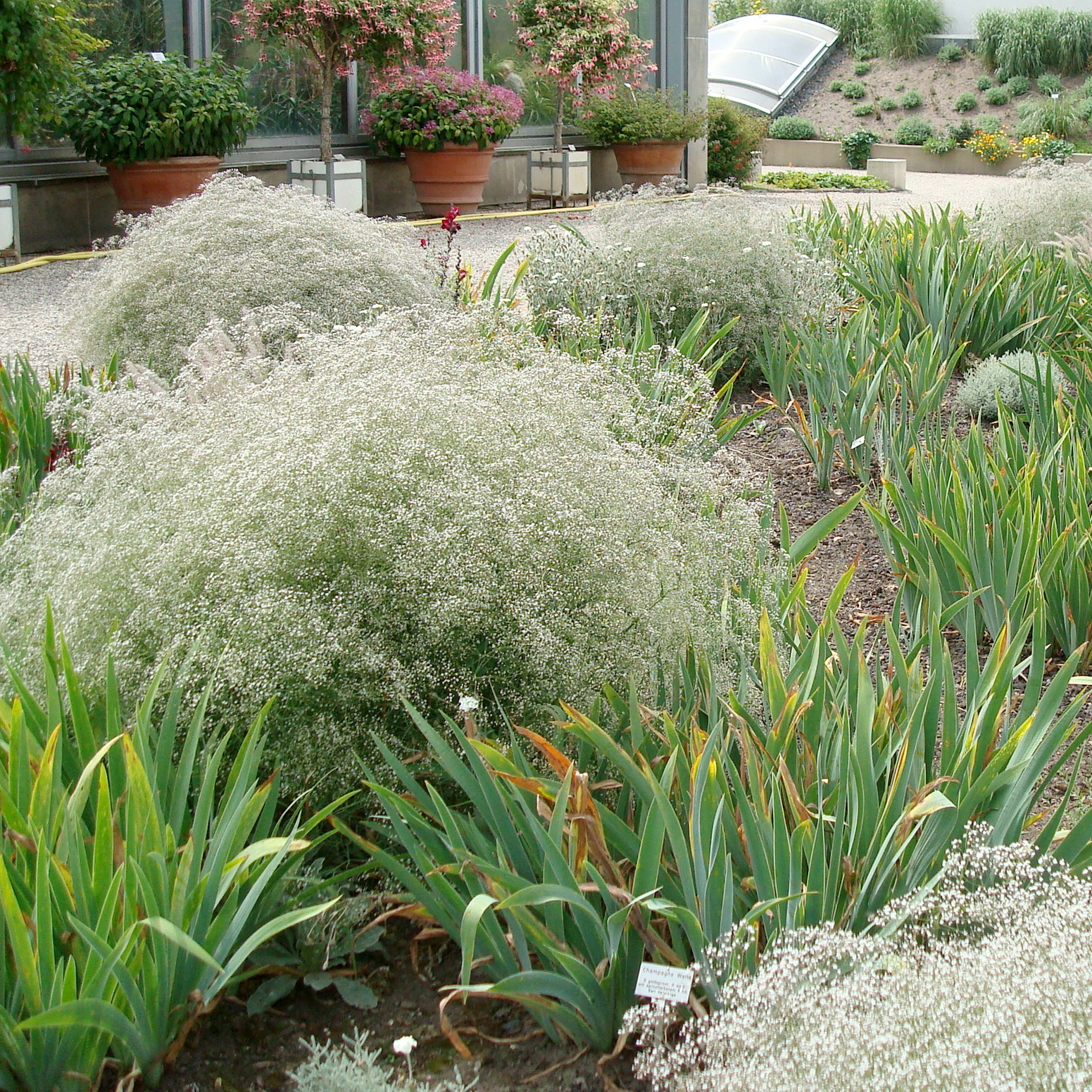 Achat gypsophile - Vente de nos sélections et productions Georges Delbard